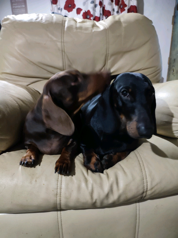 dog digging under chain link fence
